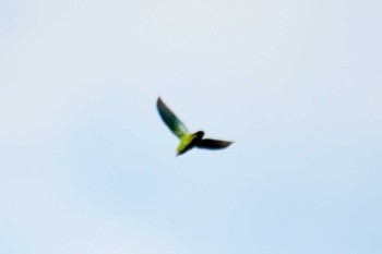 Blue-crowned Hanging Parrot Singapore Botanic Gardens Sun, 11/11/2018