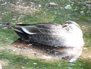 Eastern Spot-billed Duck 東京都立桜ヶ丘公園(聖蹟桜ヶ丘) Tue, 4/16/2024