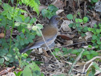 Pale Thrush 東京都立桜ヶ丘公園(聖蹟桜ヶ丘) Tue, 4/16/2024