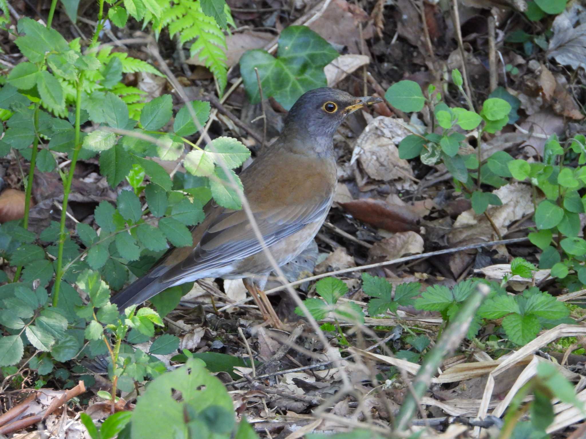 Pale Thrush