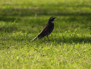 Dusky Thrush 東京都立桜ヶ丘公園(聖蹟桜ヶ丘) Tue, 4/16/2024