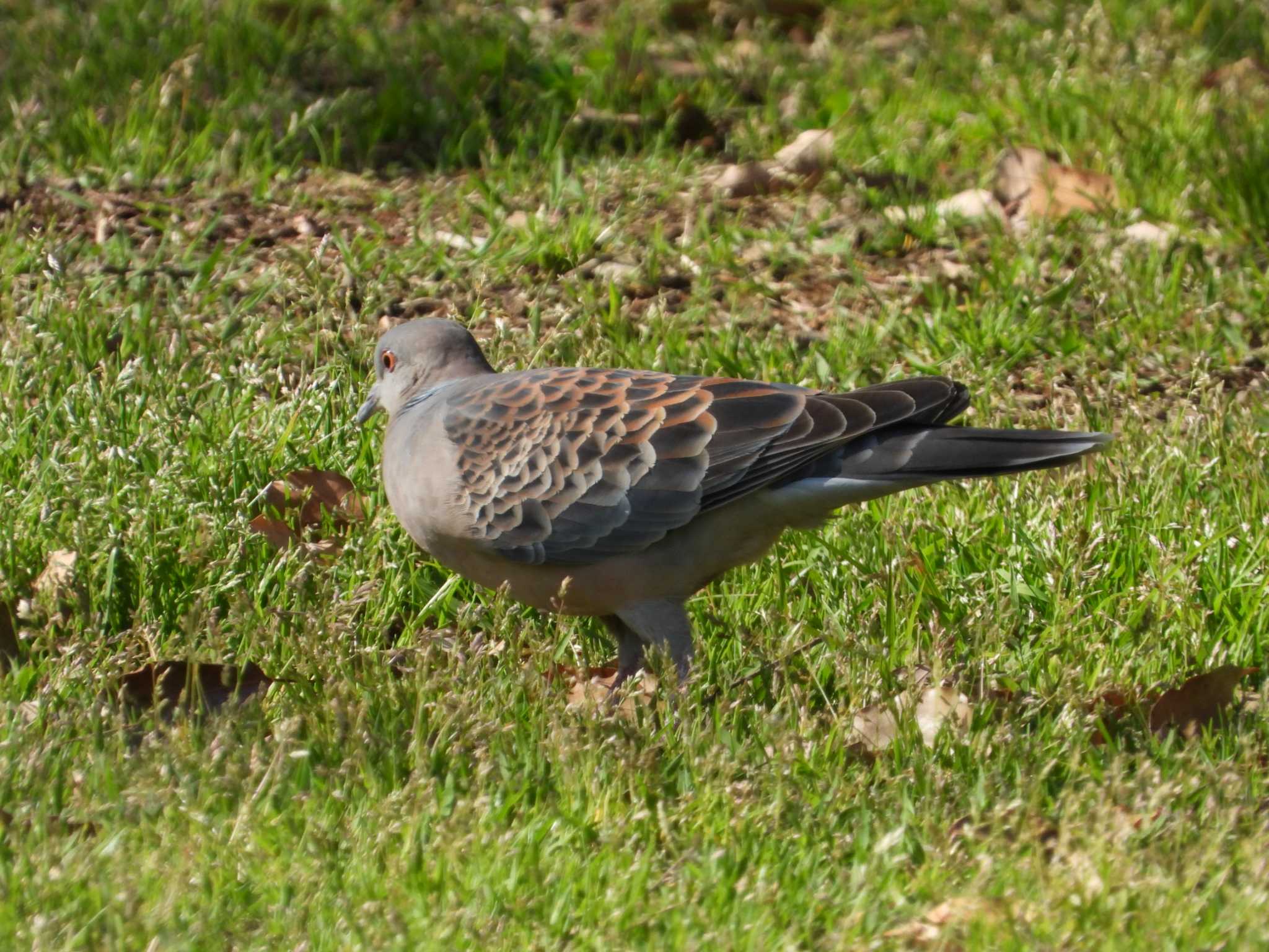 Photo of Oriental Turtle Dove at 東京都立桜ヶ丘公園(聖蹟桜ヶ丘) by ヨシテル