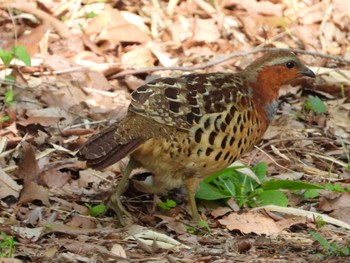 Chinese Bamboo Partridge 東京都立桜ヶ丘公園(聖蹟桜ヶ丘) Tue, 4/16/2024