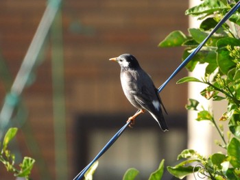 White-cheeked Starling 東京都立桜ヶ丘公園(聖蹟桜ヶ丘) Tue, 4/16/2024