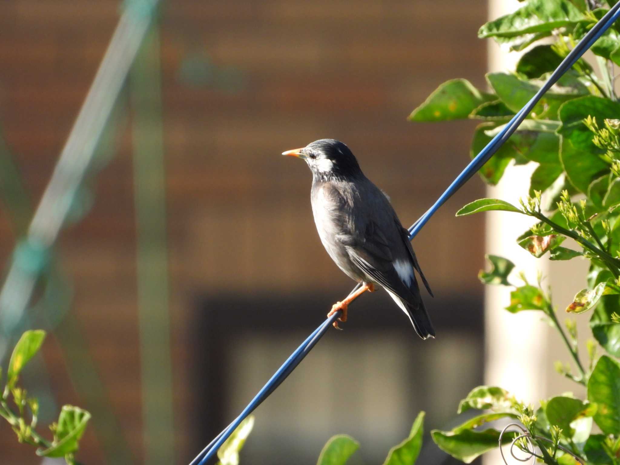 White-cheeked Starling