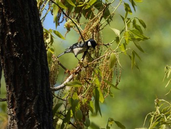 Japanese Tit 東京都立桜ヶ丘公園(聖蹟桜ヶ丘) Tue, 4/16/2024