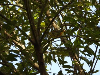 Red-billed Leiothrix 東京都立桜ヶ丘公園(聖蹟桜ヶ丘) Tue, 4/16/2024