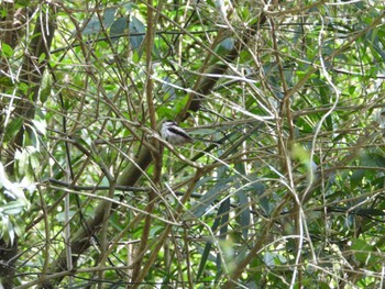 Long-tailed Tit 東京都立桜ヶ丘公園(聖蹟桜ヶ丘) Tue, 4/16/2024