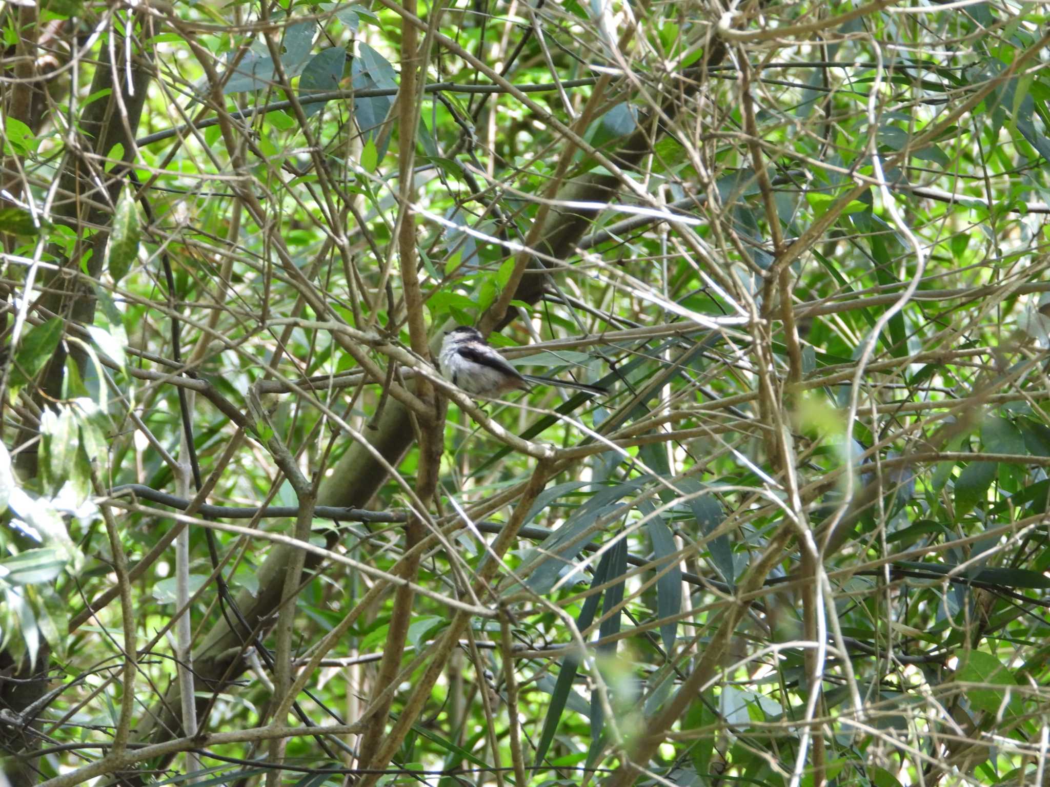 Long-tailed Tit