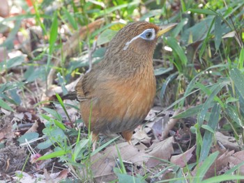 ガビチョウ 東京都立桜ヶ丘公園(聖蹟桜ヶ丘) 2024年4月16日(火)