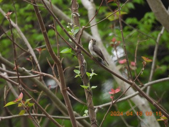 Asian Brown Flycatcher 祖父江ワイルドネイチャー緑地 Thu, 4/18/2024