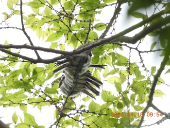 Long-tailed Tit 祖父江ワイルドネイチャー緑地 Thu, 4/18/2024