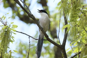 Azure-winged Magpie 近所 Wed, 4/17/2024