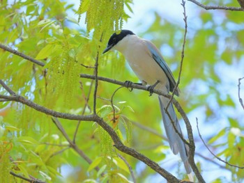 Azure-winged Magpie 近所 Wed, 4/17/2024