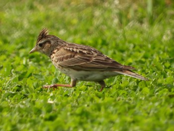 Eurasian Skylark ぐるり公園 Thu, 4/18/2024