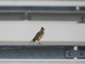 Eurasian Skylark ぐるり公園 Thu, 4/18/2024