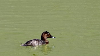 Common Pochard 小笠山総合運動公園 Wed, 4/10/2024