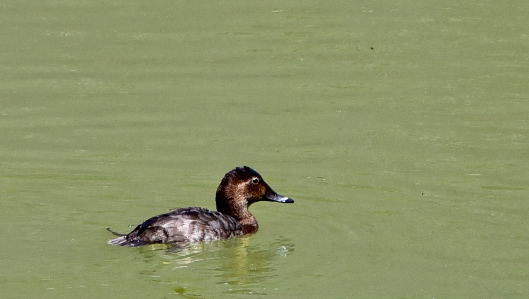 Photo of Common Pochard at 小笠山総合運動公園 by Taka Eri