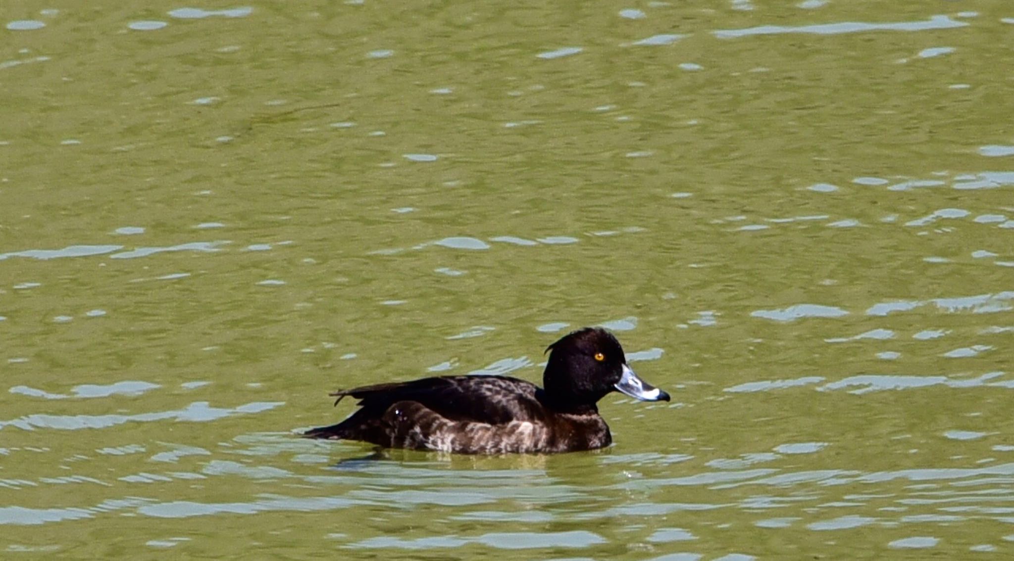 Photo of Tufted Duck at 小笠山総合運動公園 by Taka Eri