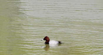 Common Pochard 小笠山総合運動公園 Wed, 4/10/2024