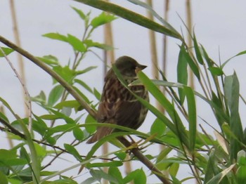 Masked Bunting 八千代総合運動公園 Thu, 4/18/2024