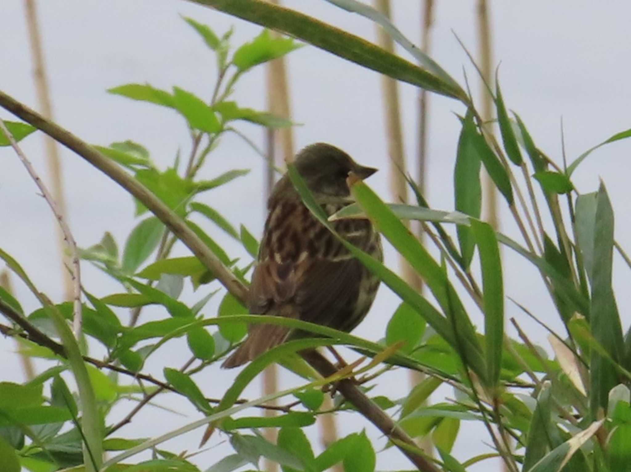 Photo of Masked Bunting at 八千代総合運動公園 by hot@ten