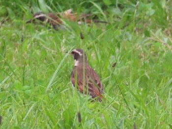 Dusky Thrush 八千代総合運動公園 Thu, 4/18/2024