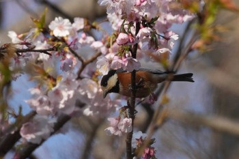 ヤマガラ 埼玉県 2024年3月16日(土)