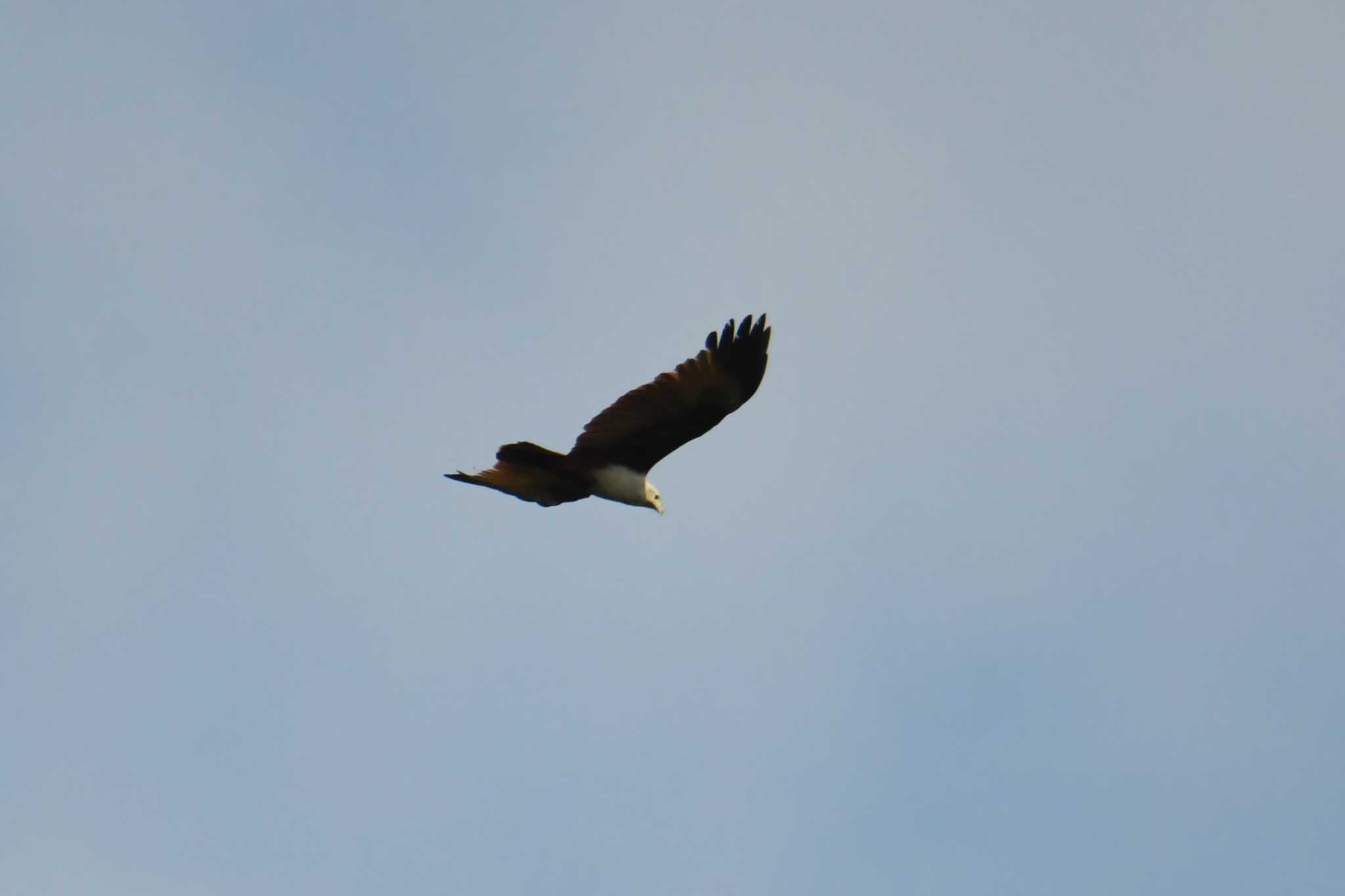 Brahminy Kite