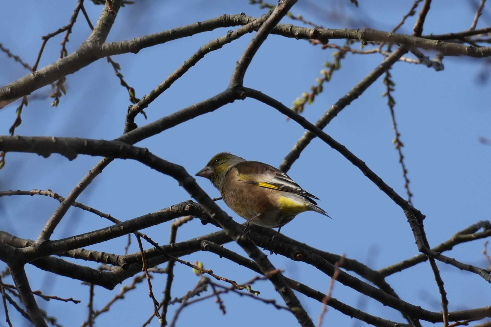 埼玉県 カワラヒワの写真 by どばと