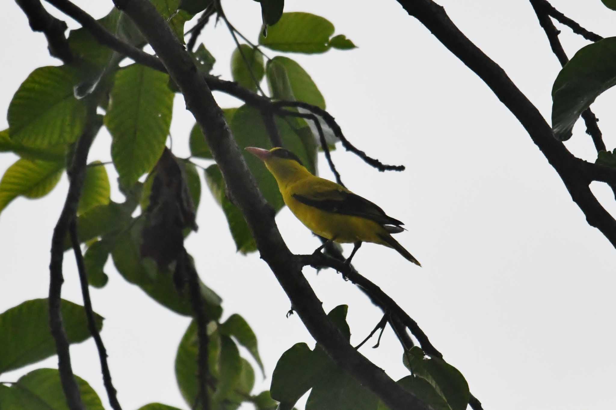 Black-naped Oriole