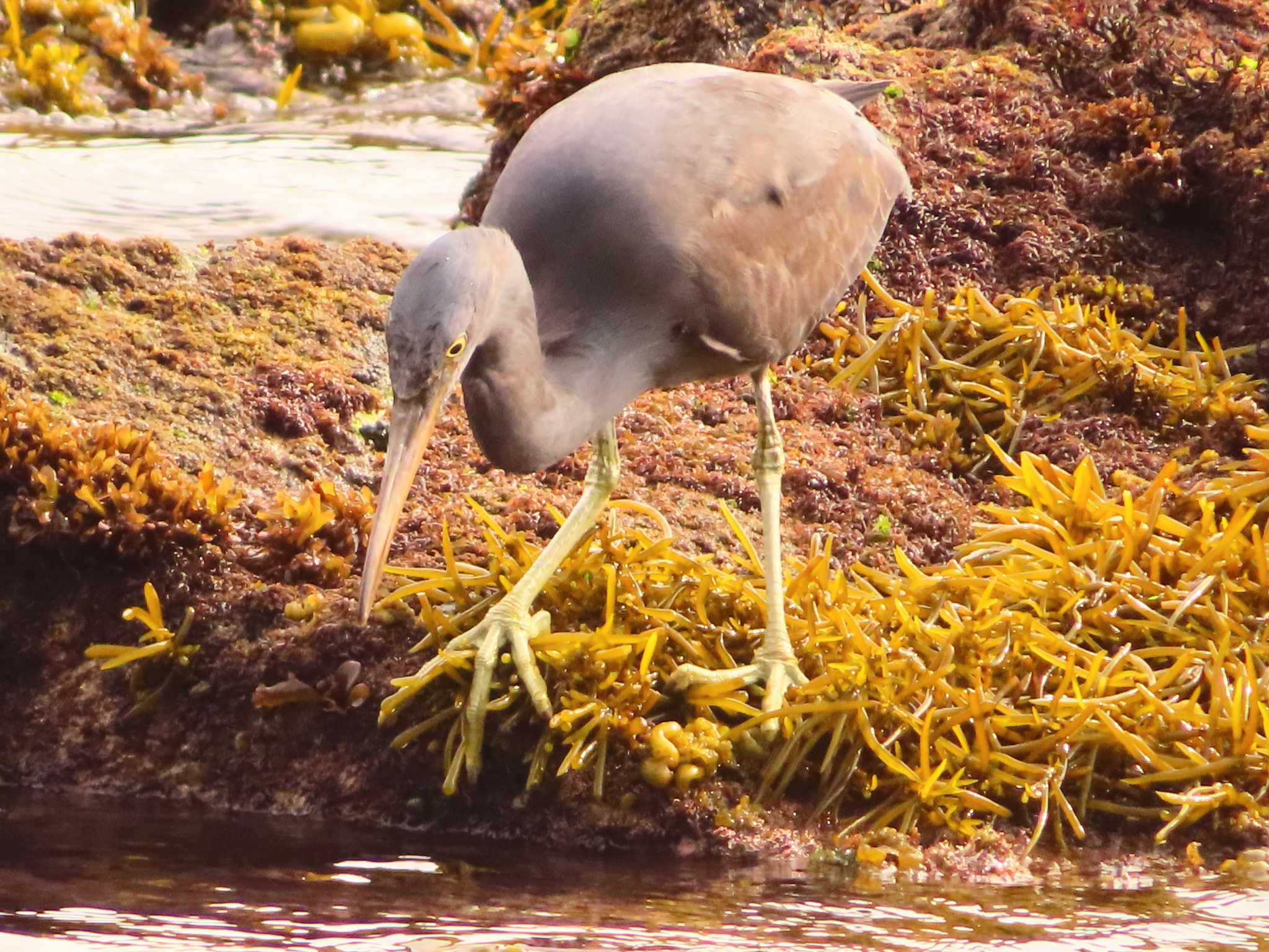 Photo of Pacific Reef Heron at 真鶴岬 by ゆ