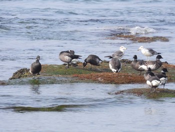 コクガン 北海道函館市志海苔町 2024年4月18日(木)