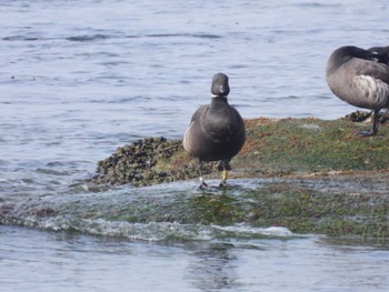 Brant Goose 北海道函館市志海苔町 Thu, 4/18/2024