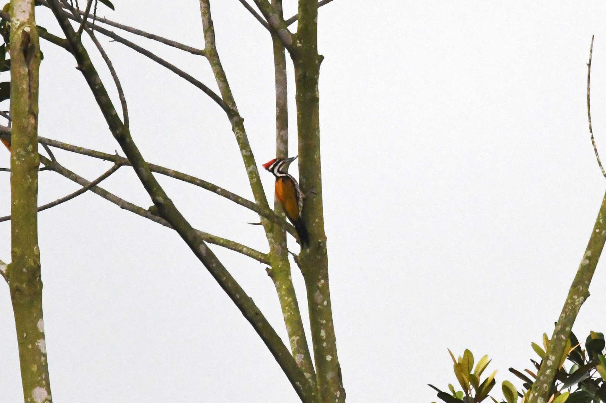 Common Flameback