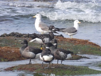 Brant Goose 北海道函館市志海苔町 Thu, 4/18/2024