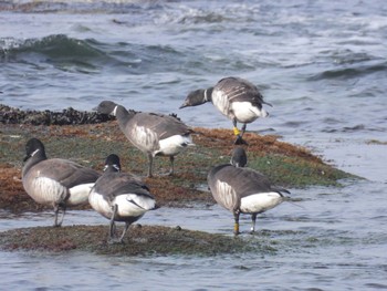 Brant Goose 北海道函館市志海苔町 Thu, 4/18/2024