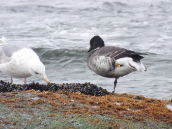 Brant Goose 北海道函館市志海苔町 Thu, 4/18/2024