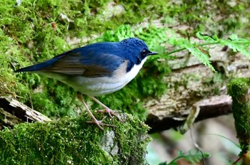 Siberian Blue Robin 福岡県福岡市 Thu, 4/18/2024