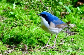 Siberian Blue Robin 福岡県福岡市 Thu, 4/18/2024