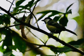 Japanese Tit(amamiensis) Unknown Spots Sat, 4/6/2024