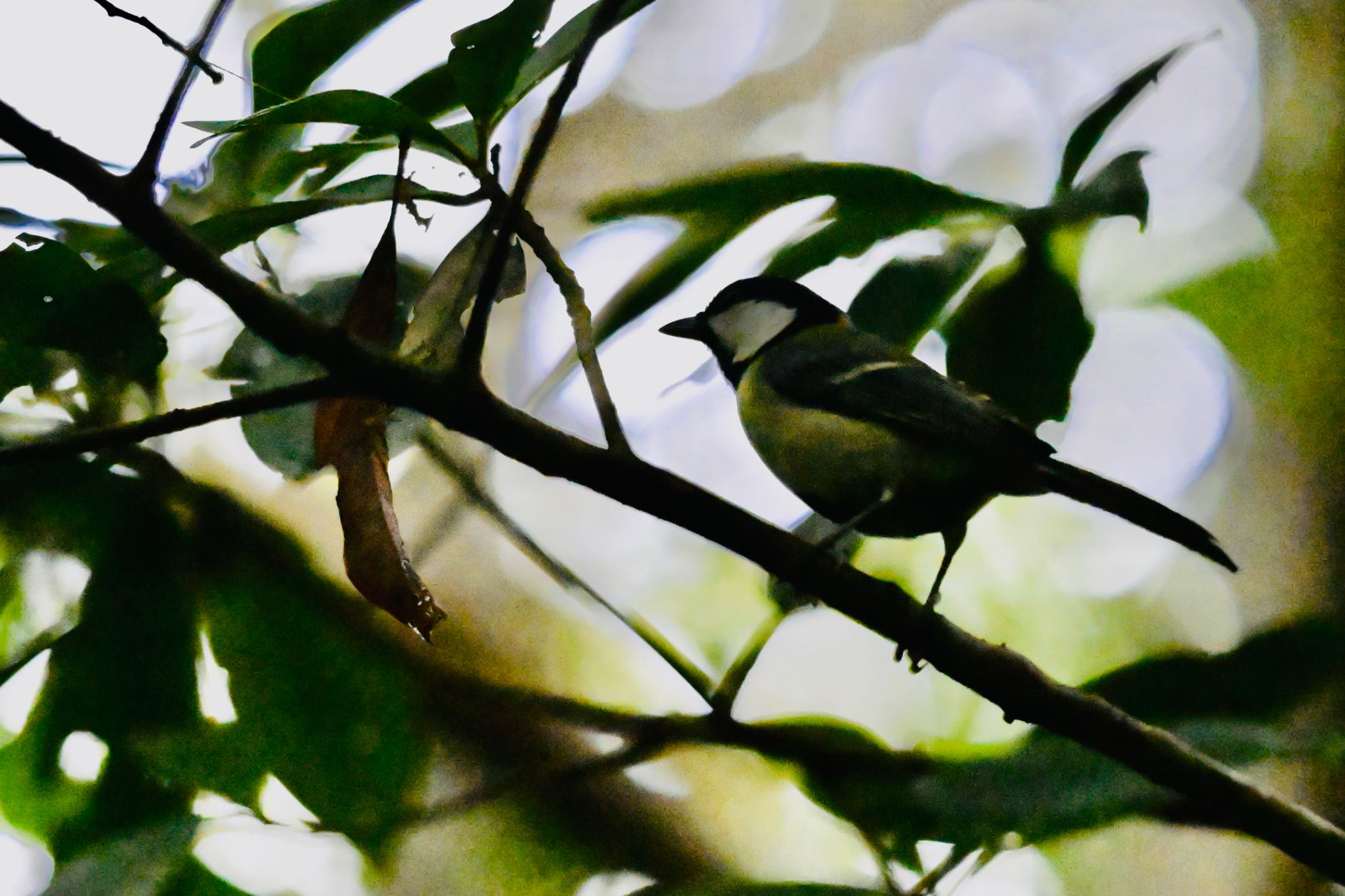 Photo of Japanese Tit(amamiensis) at  by 美妃8