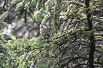 Goldcrest 札幌モエレ沼公園 Thu, 4/18/2024