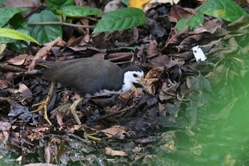 シロハラクイナ シンガポール植物園 2018年11月11日(日)