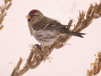 Common Redpoll Makomanai Park Fri, 1/26/2024