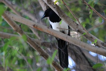 Eurasian Magpie 台湾 Sun, 11/5/2023