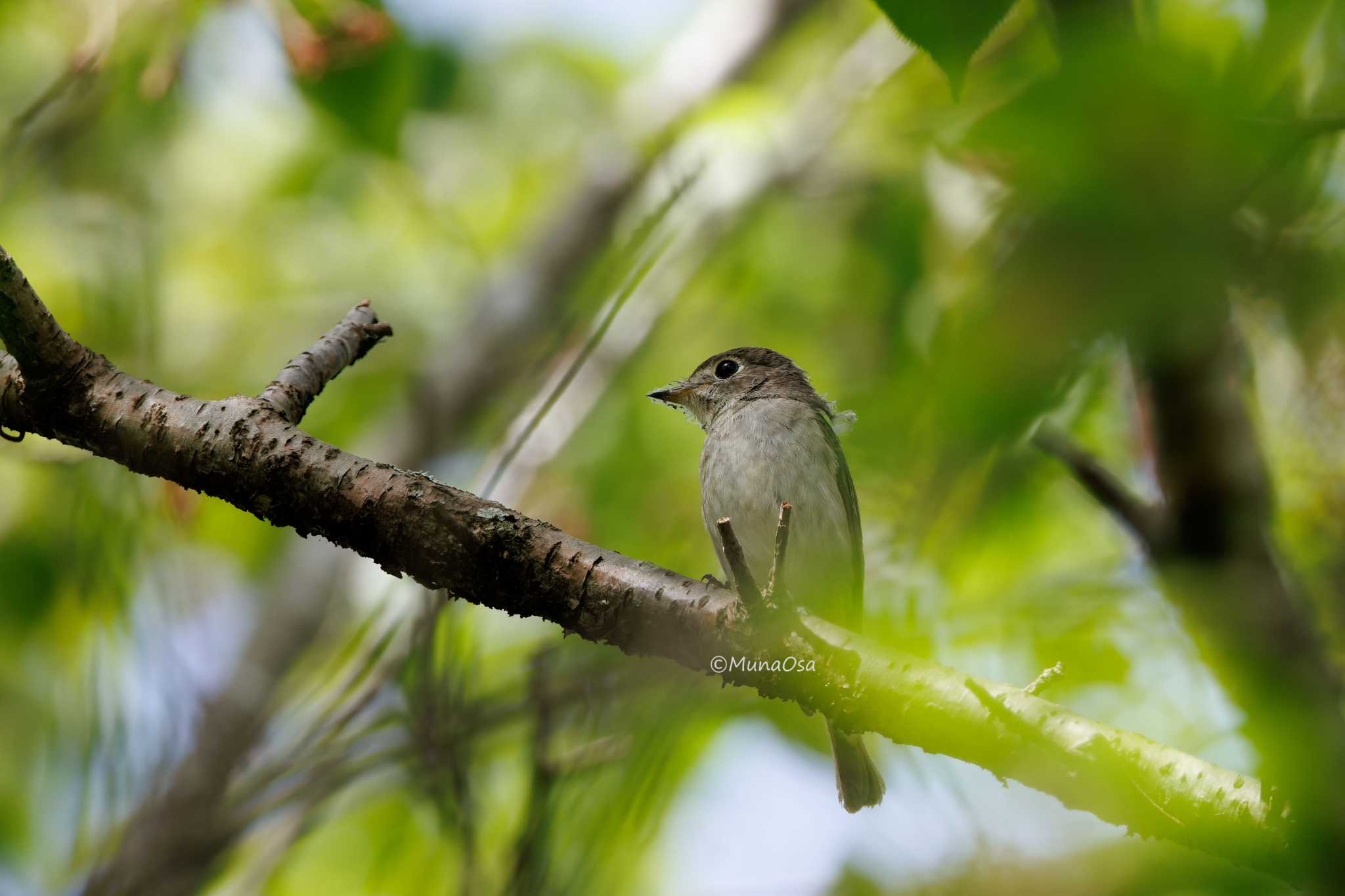 Photo of Asian Brown Flycatcher at 福岡県 by MunaOsa