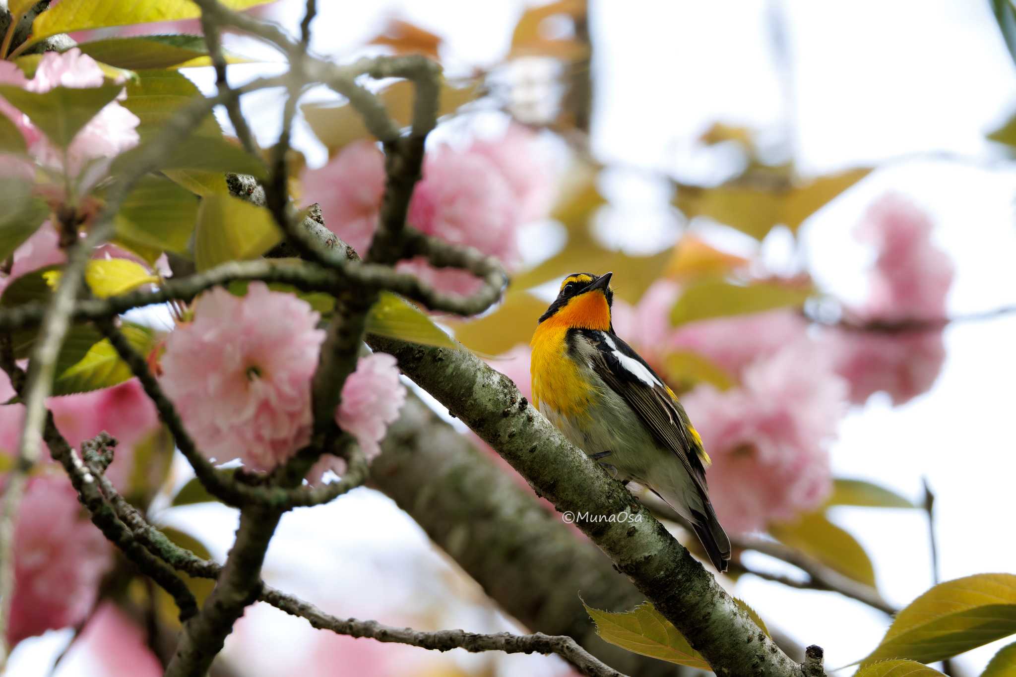 福岡県 キビタキの写真 by MunaOsa