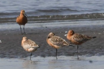 オオソリハシシギ ふなばし三番瀬海浜公園 2024年4月15日(月)