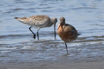 オオソリハシシギ ふなばし三番瀬海浜公園 2024年4月15日(月)